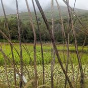 Jonkershoek-pond.jpg